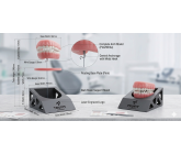 TRUFIT Skeleton Dental Display 